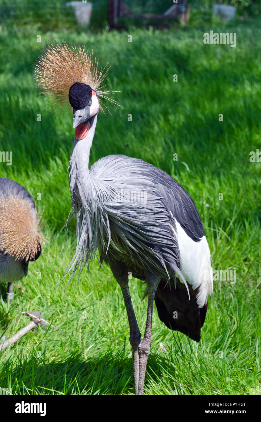Crowned Crane on green blur background Stock Photo - Alamy