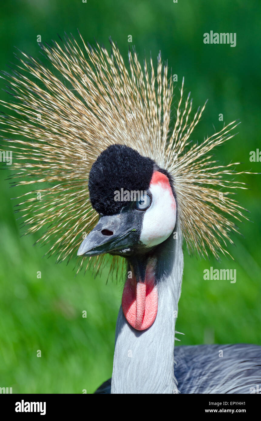 Crowned Crane on green blur background Stock Photo - Alamy