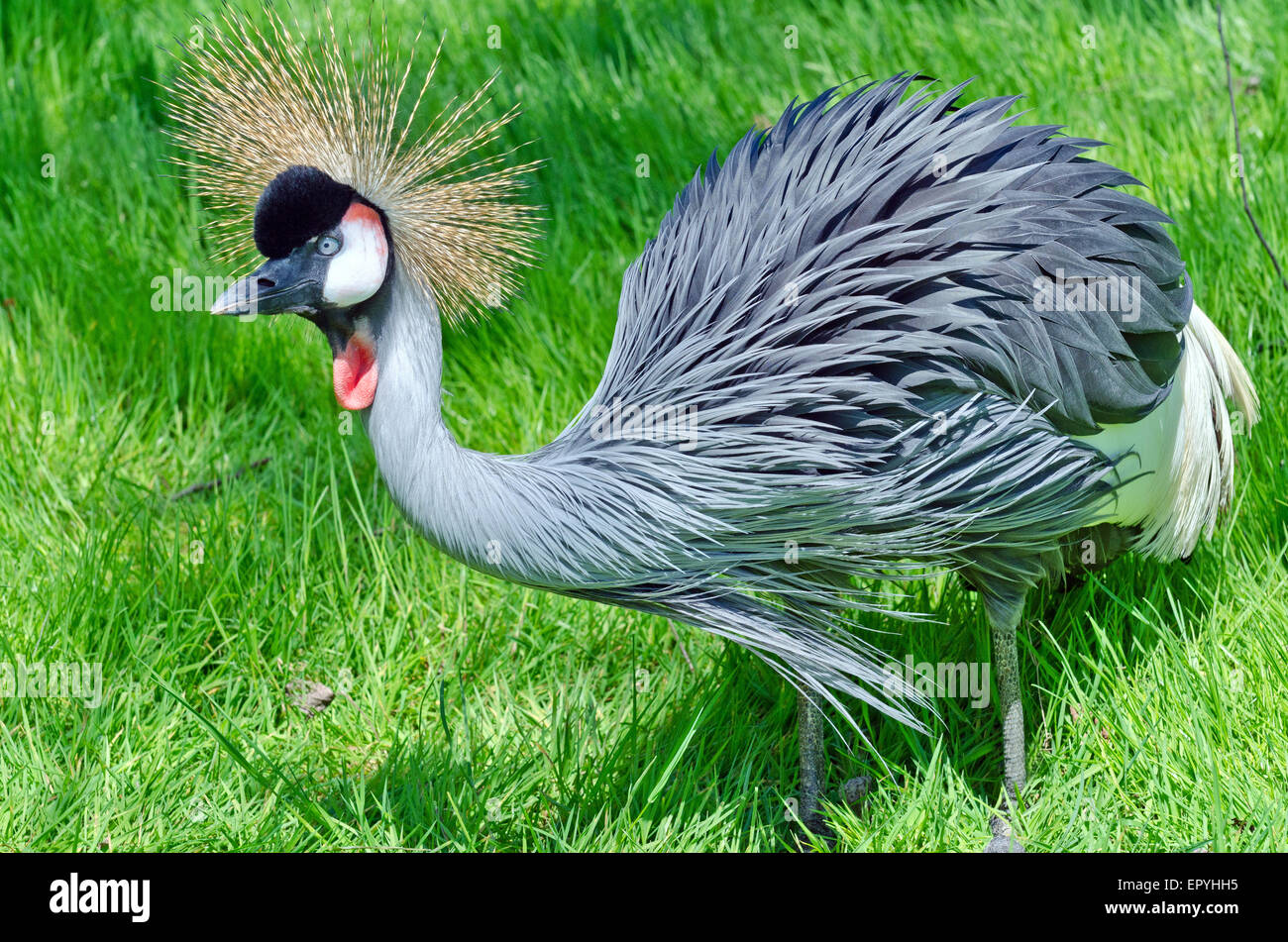 Crowned Crane on green blur background Stock Photo - Alamy