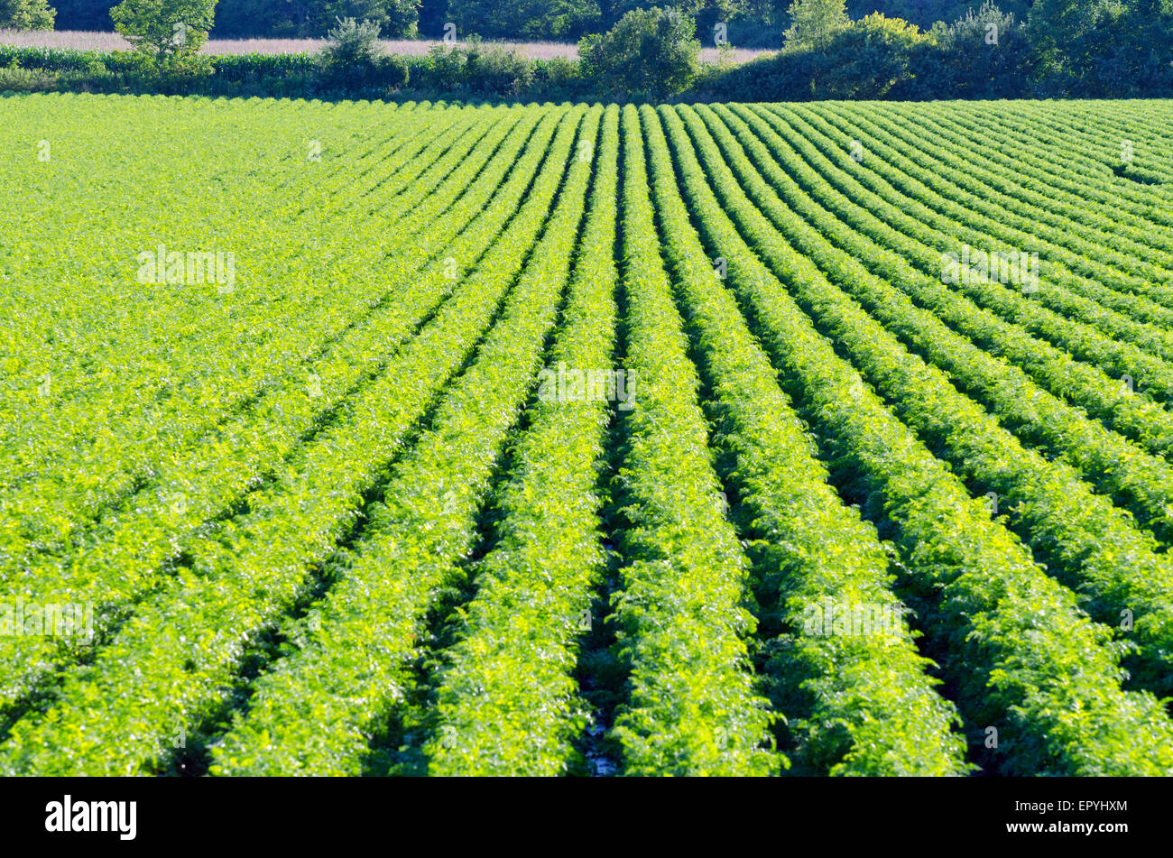 Rows on green plant on farm field. Stock Photo