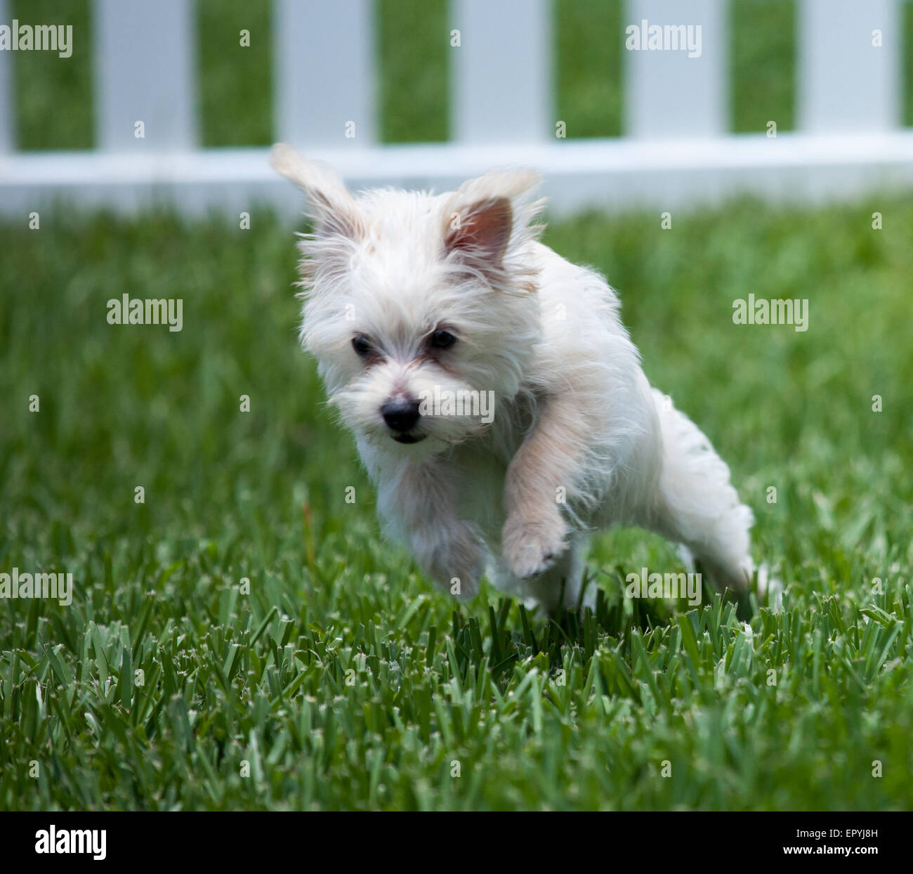Morkie puppy Stock Photo