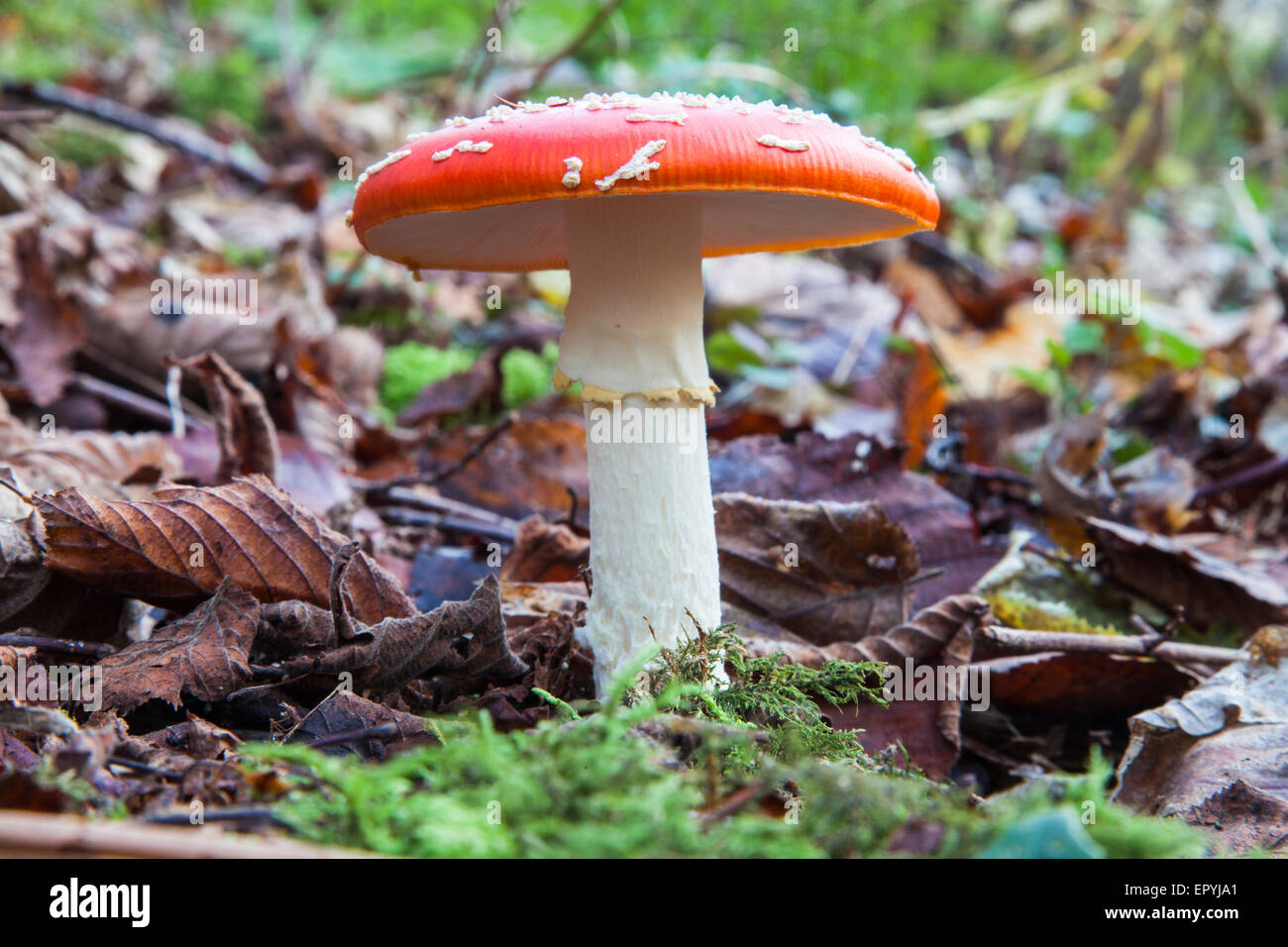 Red and white spotted fly agaric toadstool, Amanita muscaria, amongst ...