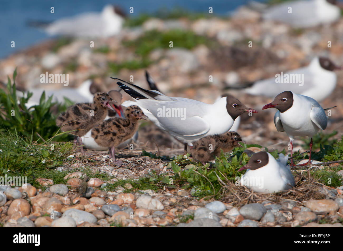 A Black Headed Gull family amongst the breeding colony at Rye Harbour nature reserve, East Sussex UK Stock Photo