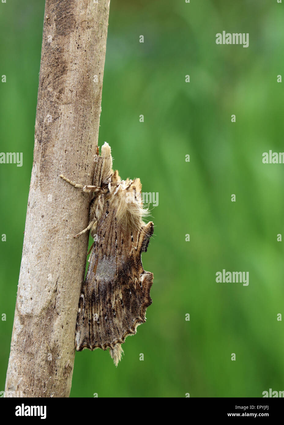 pale prominent moth pterostoma palpina resting on a dead branch camouflage Stock Photo
