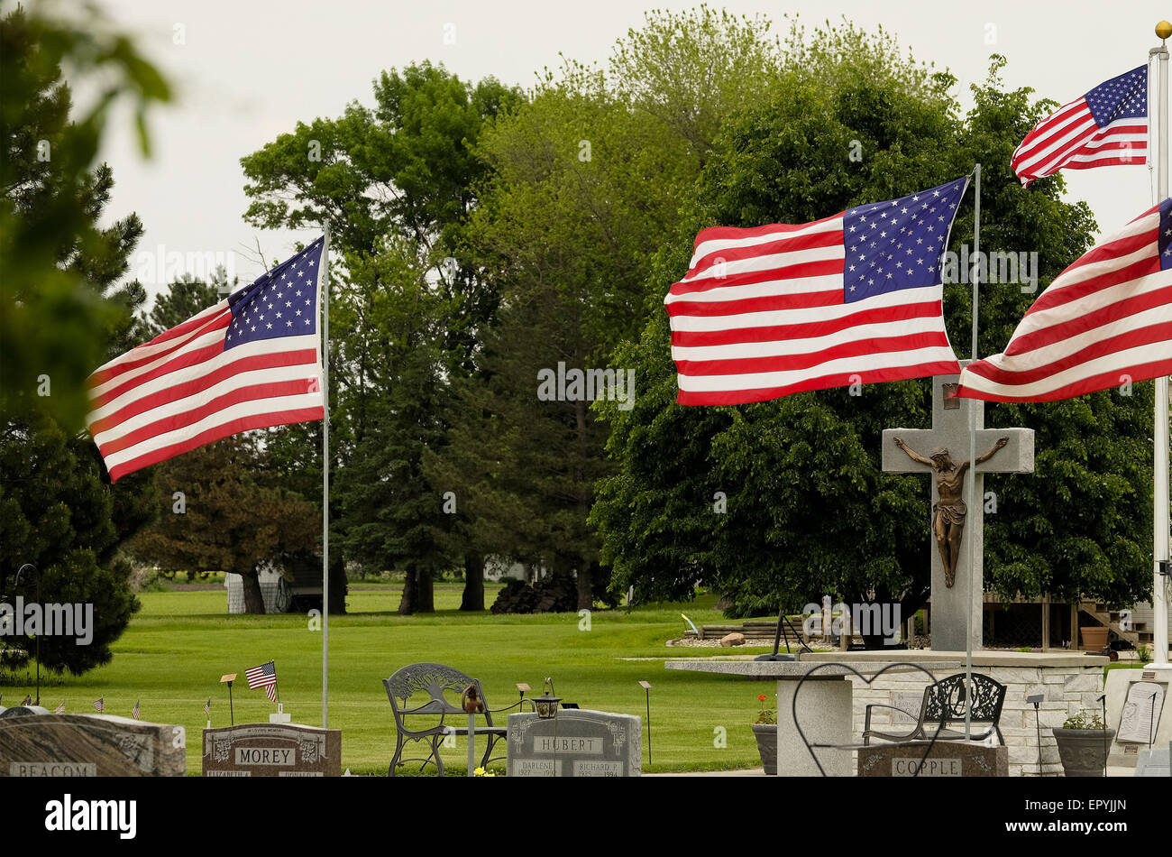 Salix iowa hires stock photography and images Alamy