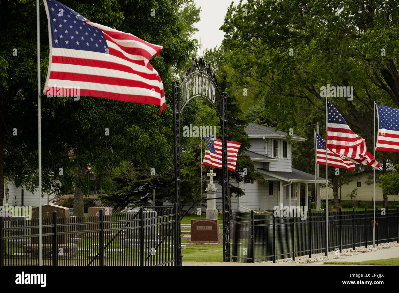 Salix iowa hires stock photography and images Alamy