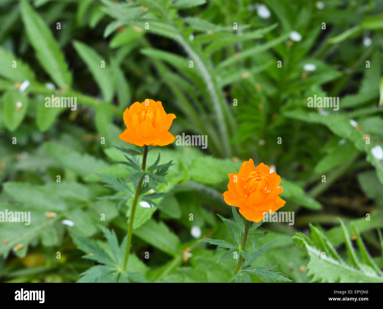 Trollius. May flowering garden flowers. Globe flower, or Trollius. Stock Photo