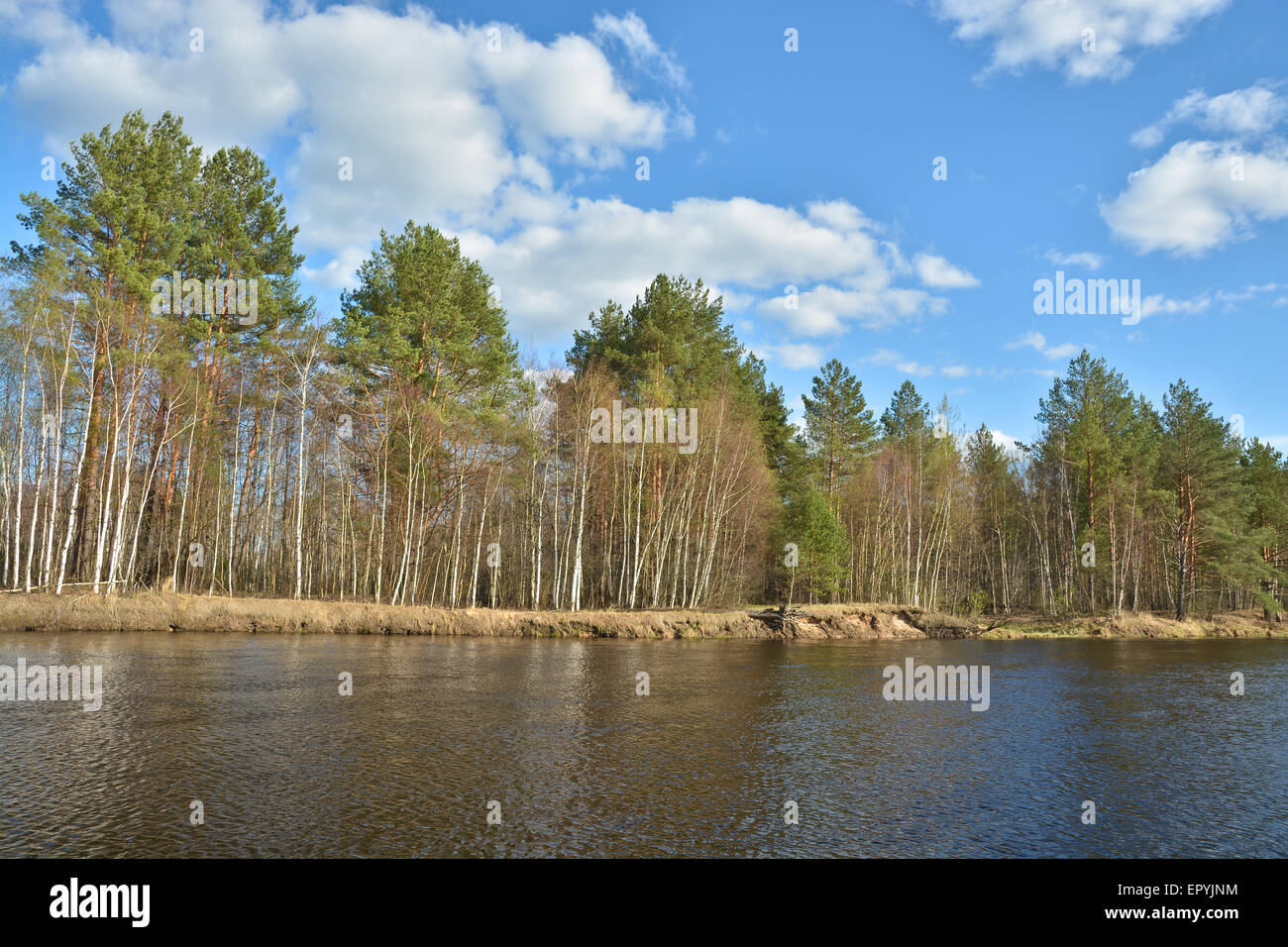 Sunny day at the spring river. Spring landscape, river in the national ...