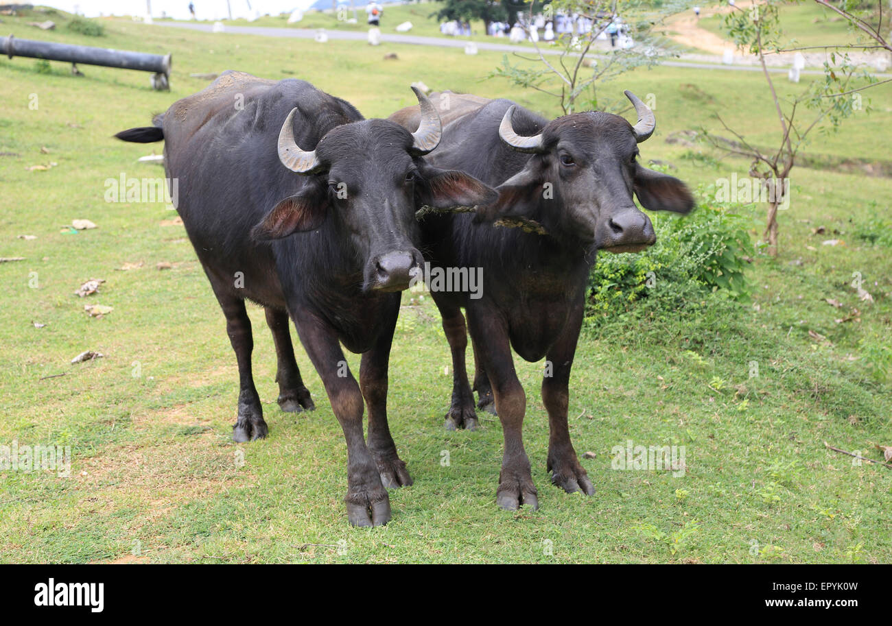 Two buffalo hi-res stock photography and images - Alamy