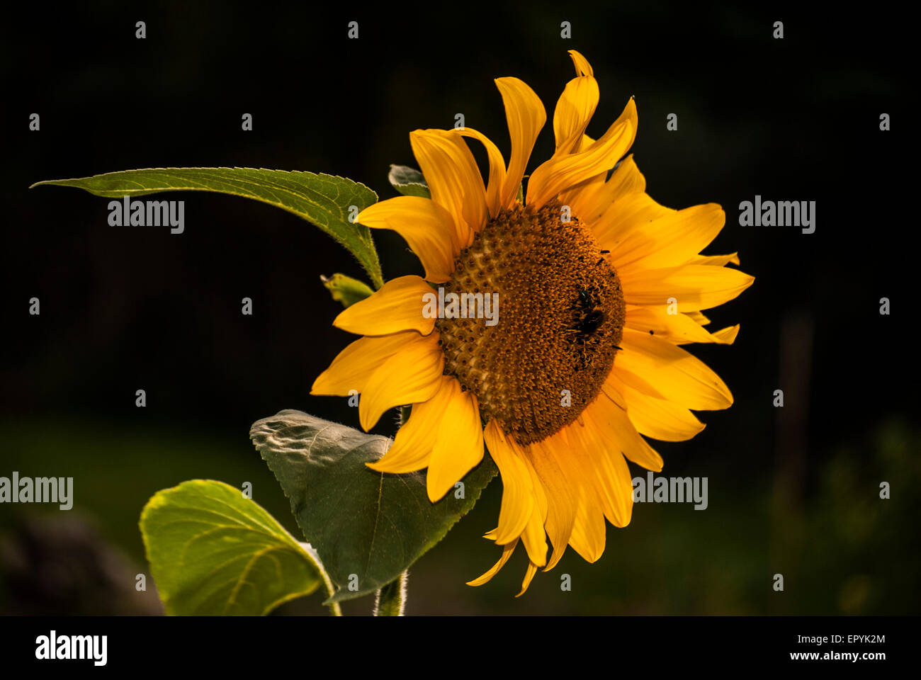 Sunflower with a black background Stock Photo