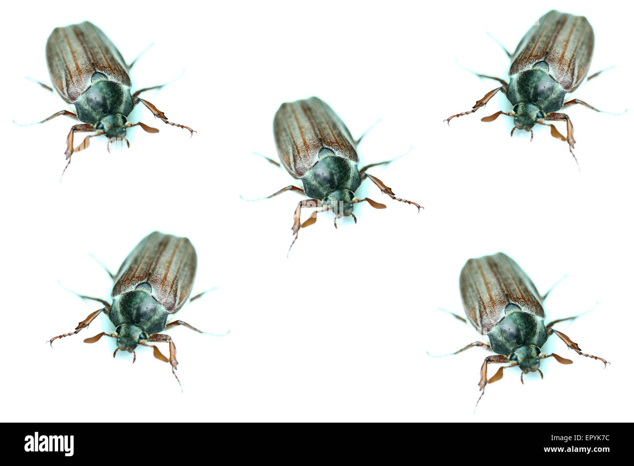 chafers closeup isolated on a white background Stock Photo