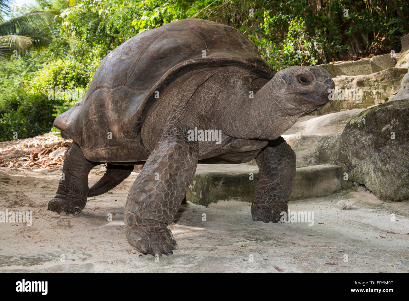 Seychelles, Mahe, St. Anne Marine National Park, Moyenne Island. Giant ...