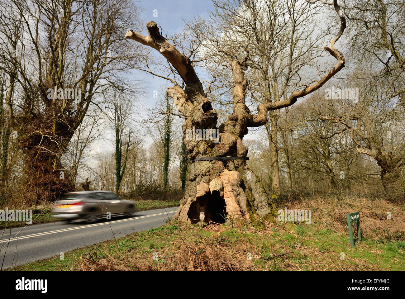 Big bellied oak wiltshire hires stock photography and images Alamy