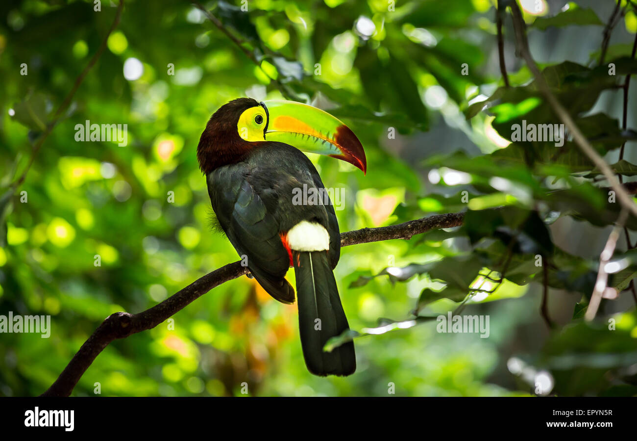 Close up of colorful keel-billed toucan bird Stock Photo