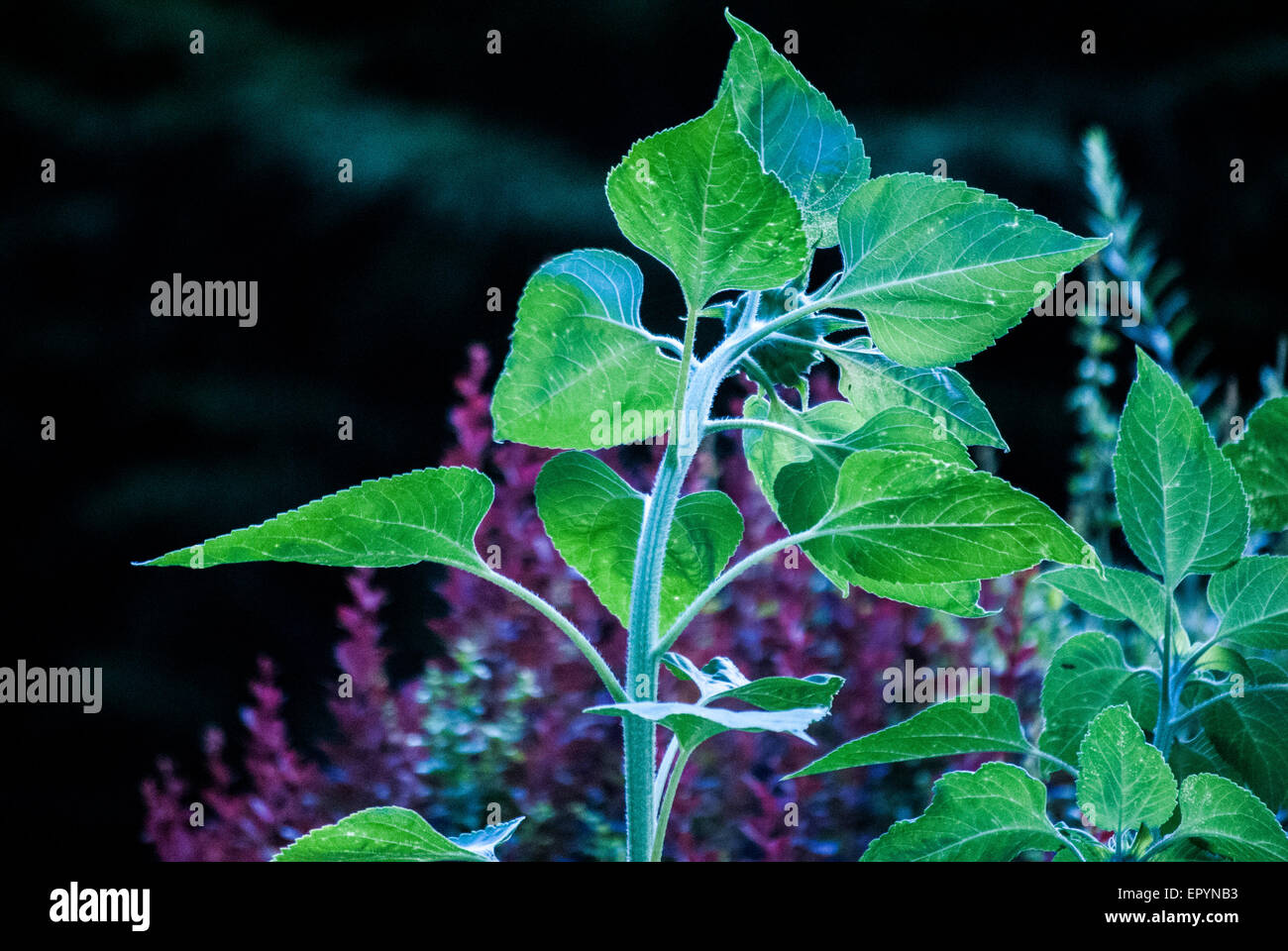 Beautiful and eye-catching green plant Stock Photo