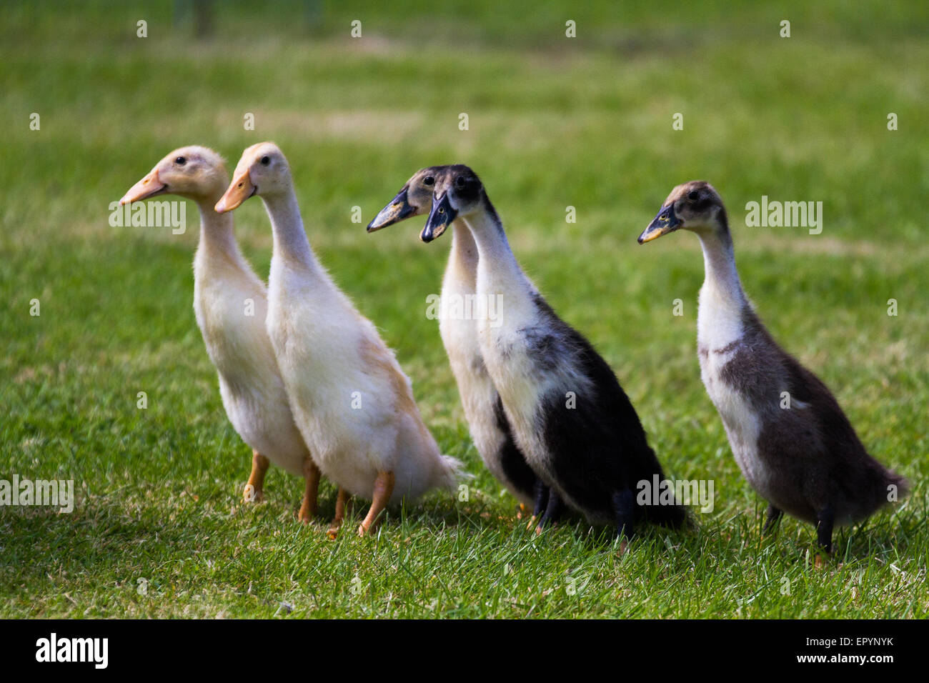 Crested Indian Runner Duck