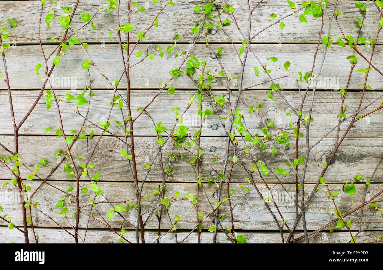 Wooden texture of wood composition, background image Stock Photo