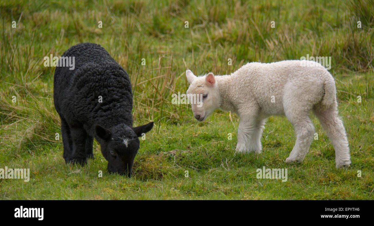 black and white 1 10th sheep black and white 1 10th sheep