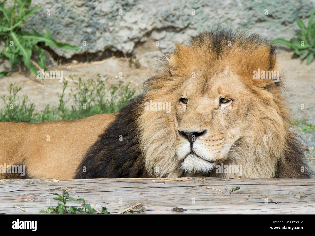 lion alert Stock Photo