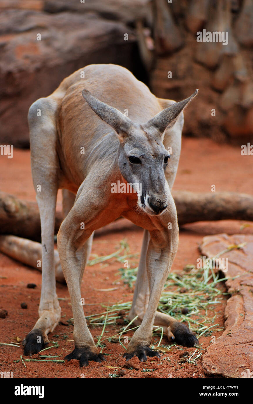 Big ans strong red kangaroo standing on four Stock Photo