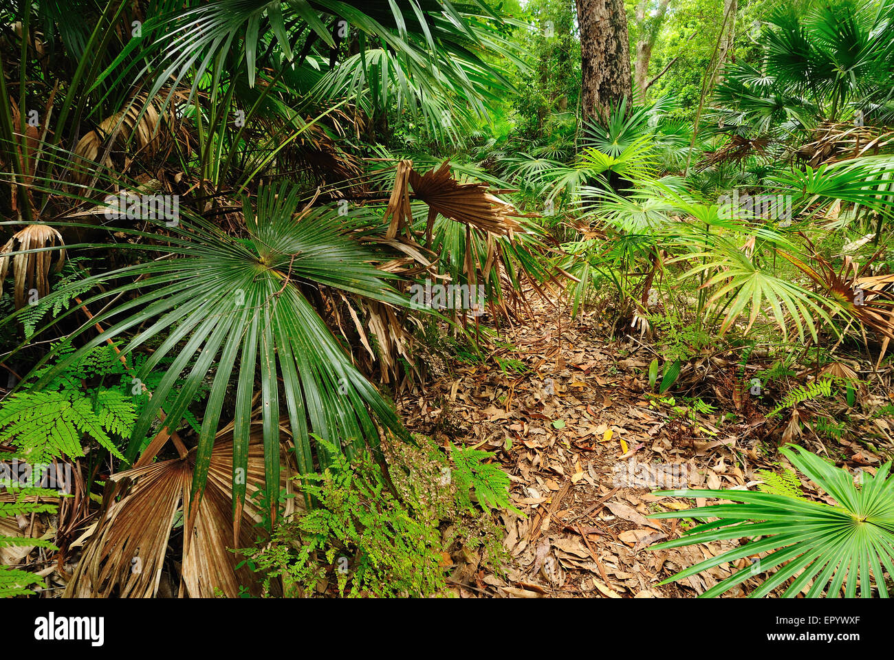 Australian bush forest with green trees and plants Stock Photo