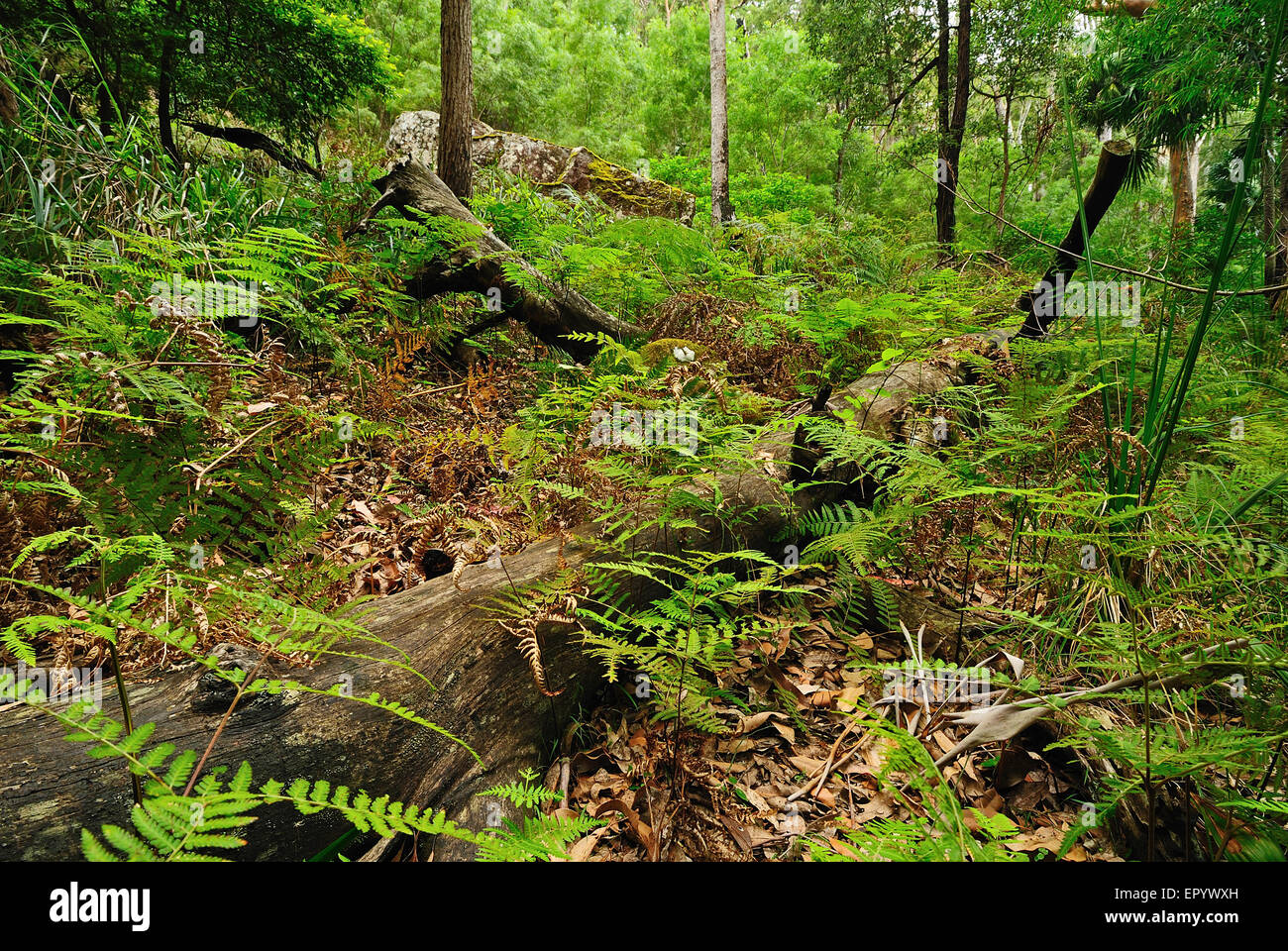 Australian bush forest with green trees and plants Stock Photo