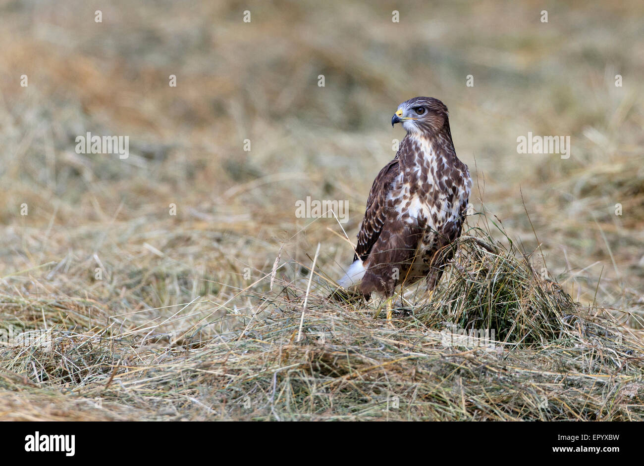Busardo Ratonero Common Buzzard Buteo buteo hay field looking for dead mice that the ...