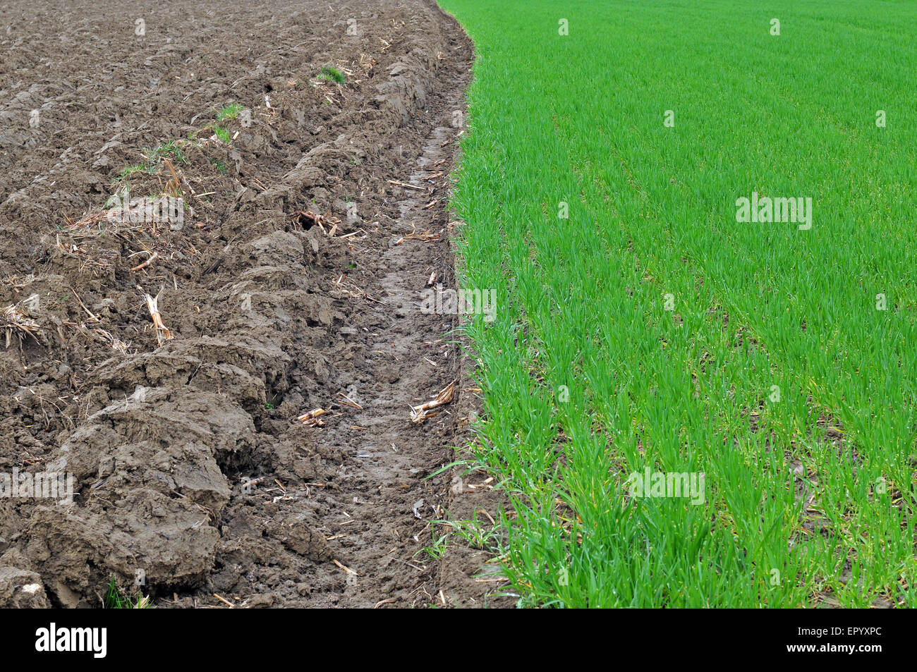 Plowed land and field of wheat Stock Photo