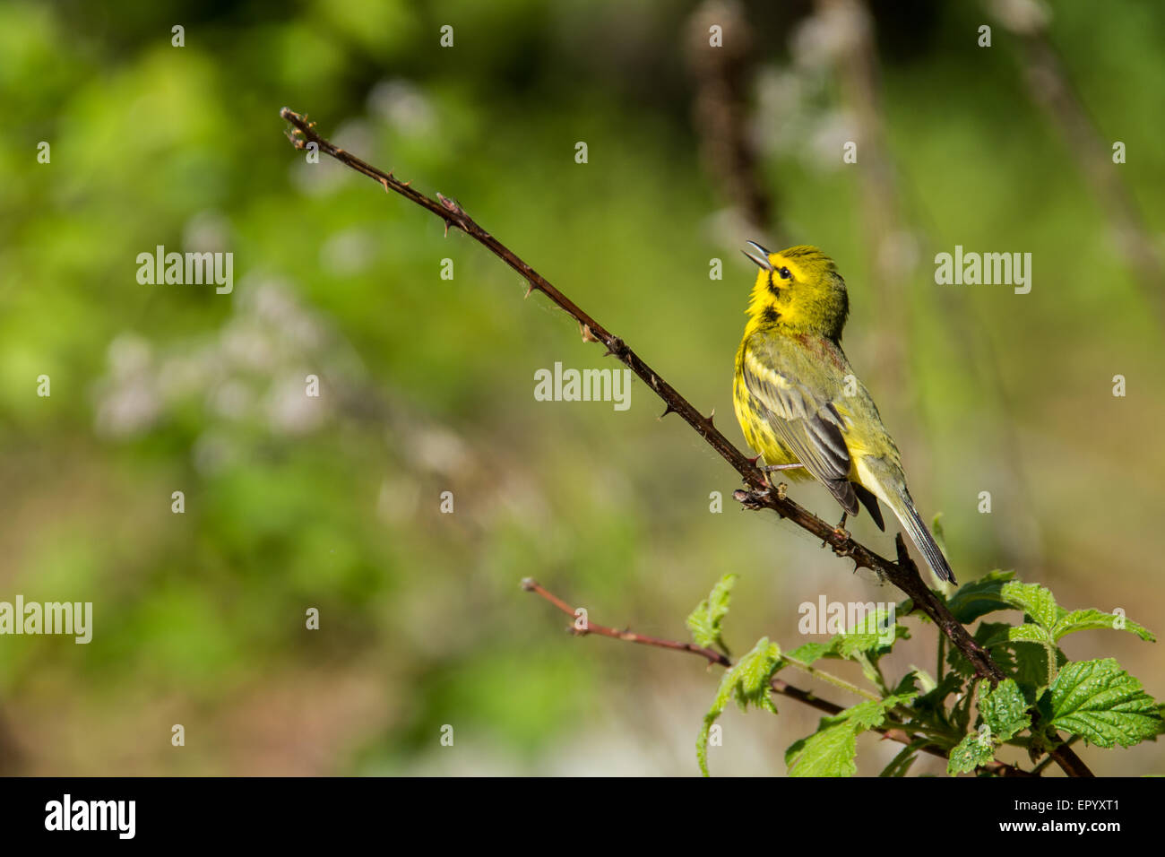 Prairie Warbler singing from a branch on a bush. Stock Photo