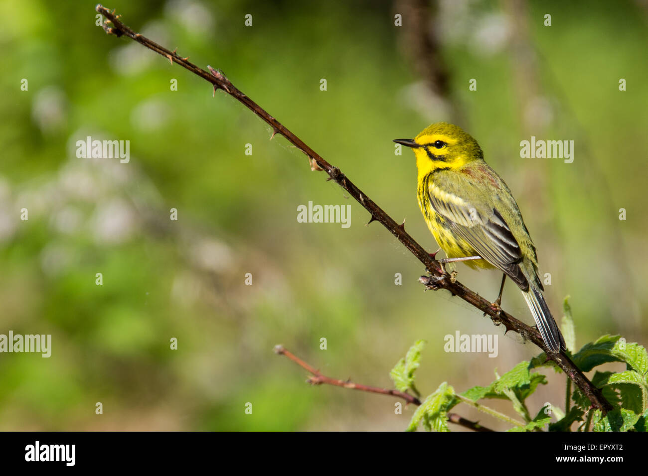 Prairie Warbler singing from a branch on a bush. Stock Photo