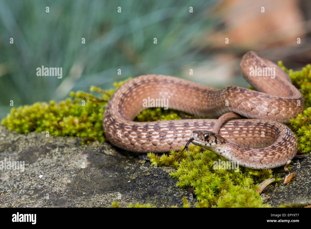 Brown Snake basking on a mossy rock Stock Photo Alamy
