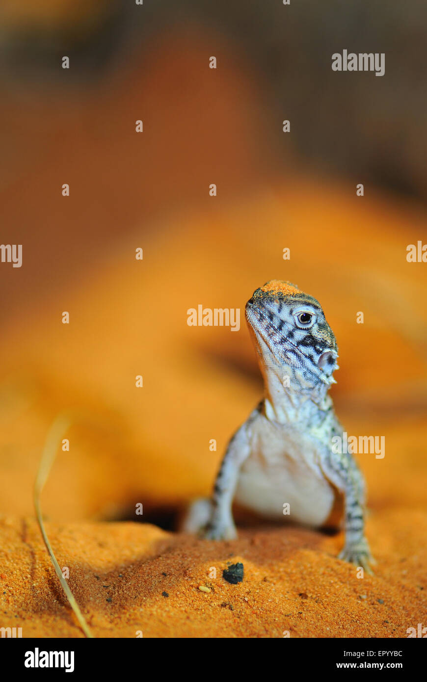 Lizard on the orange sand Stock Photo