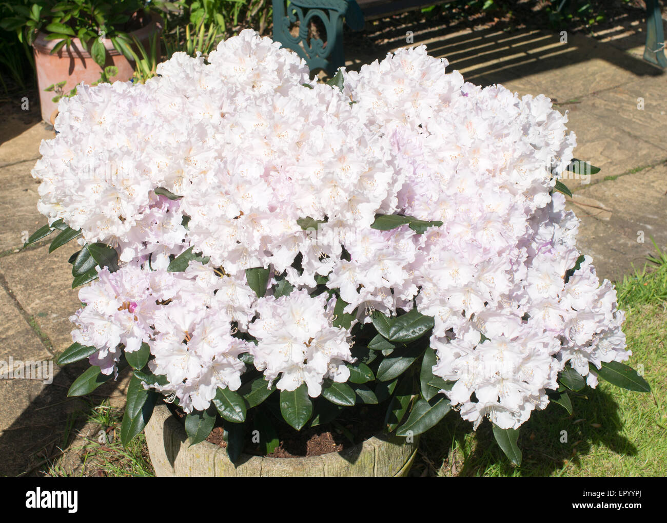 Semi-dwarf  Rhododendron Hoppy yakushimanum × 'Doncaster' Stock Photo