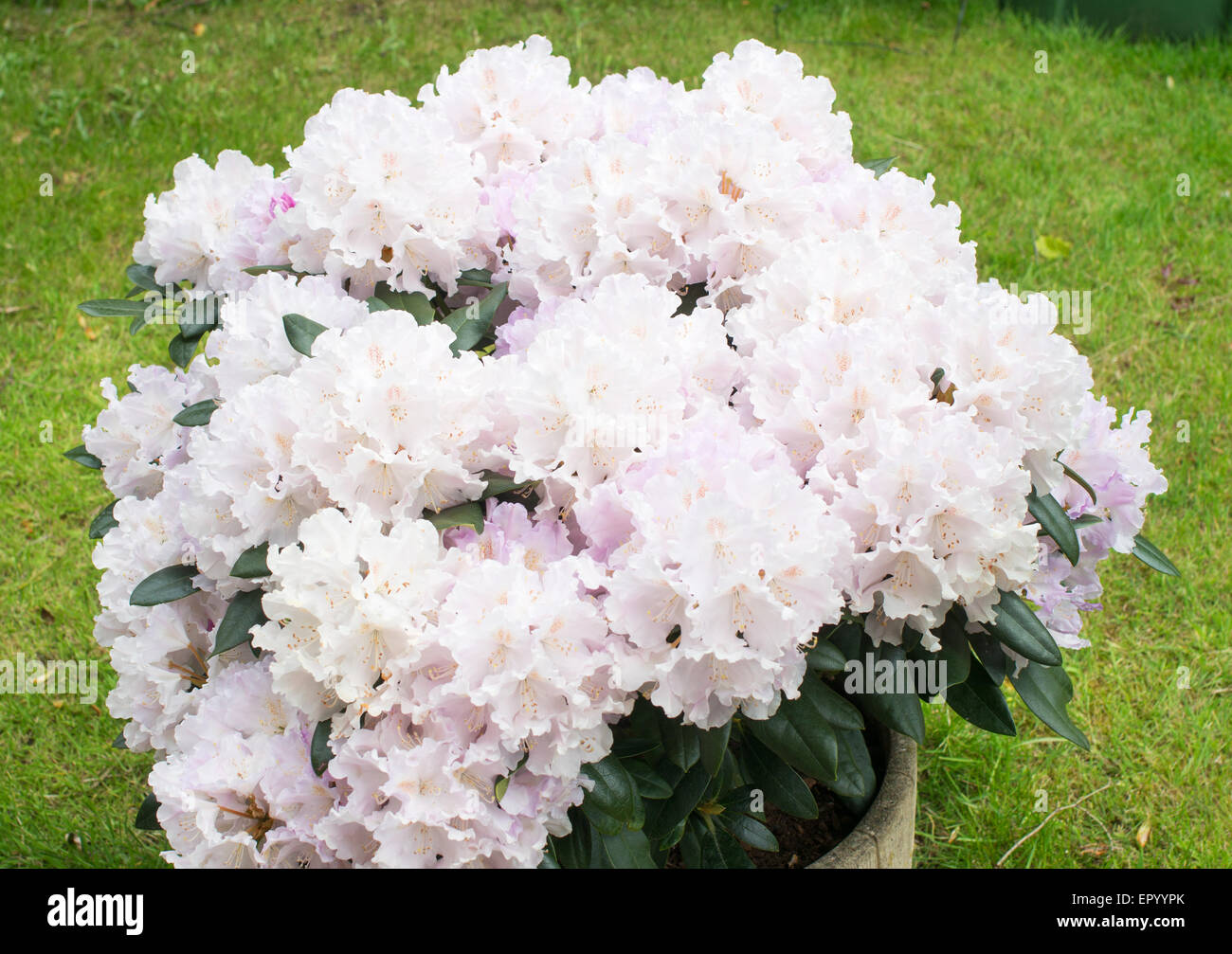 Semi-dwarf  Rhododendron Hoppy yakushimanum × 'Doncaster' Stock Photo