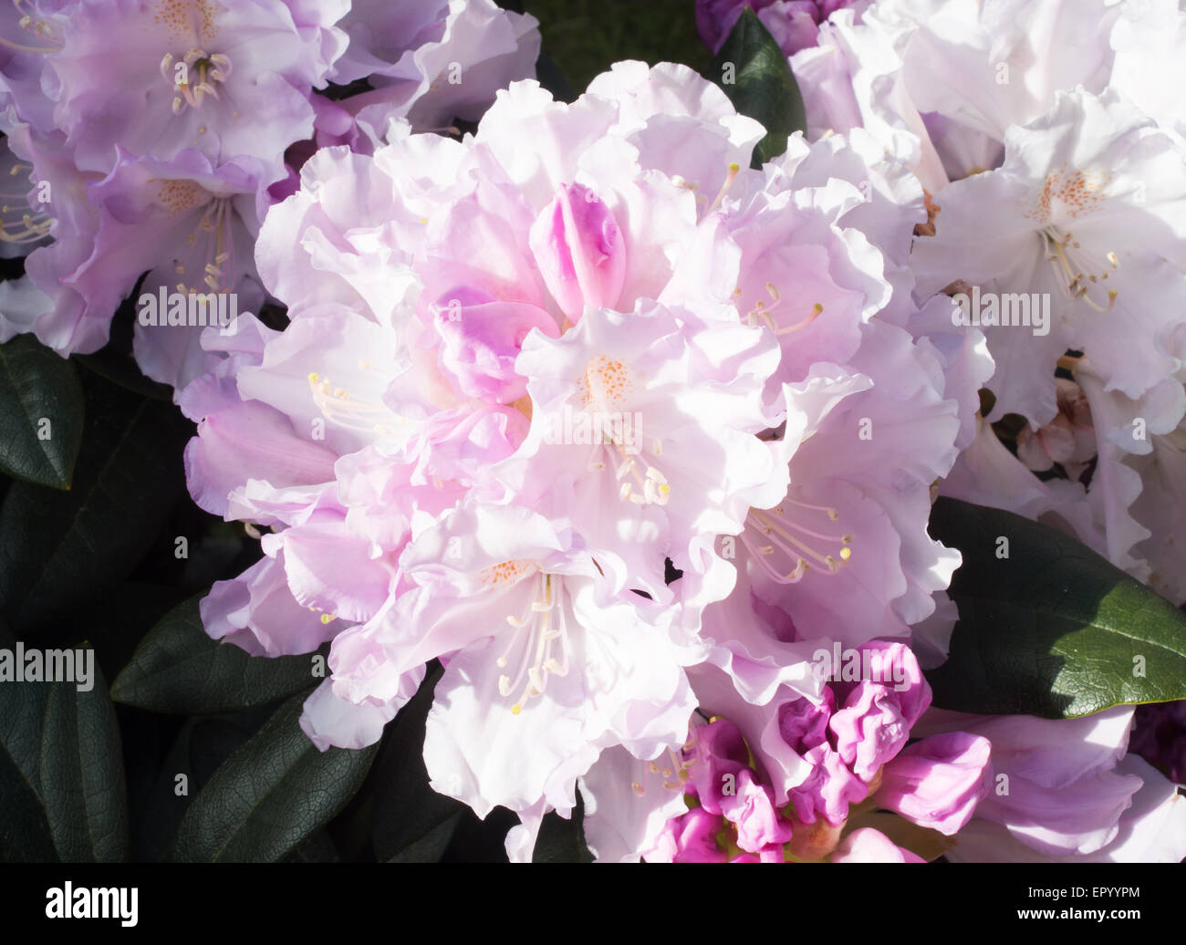 Flowers of semi-dwarf  Rhododendron Hoppy yakushimanum × 'Doncaster' Stock Photo