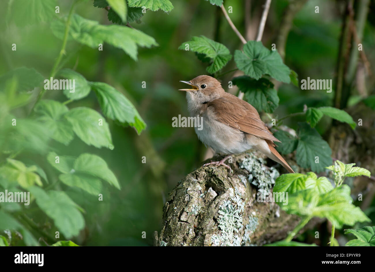 Nightingale hires stock photography and images Alamy