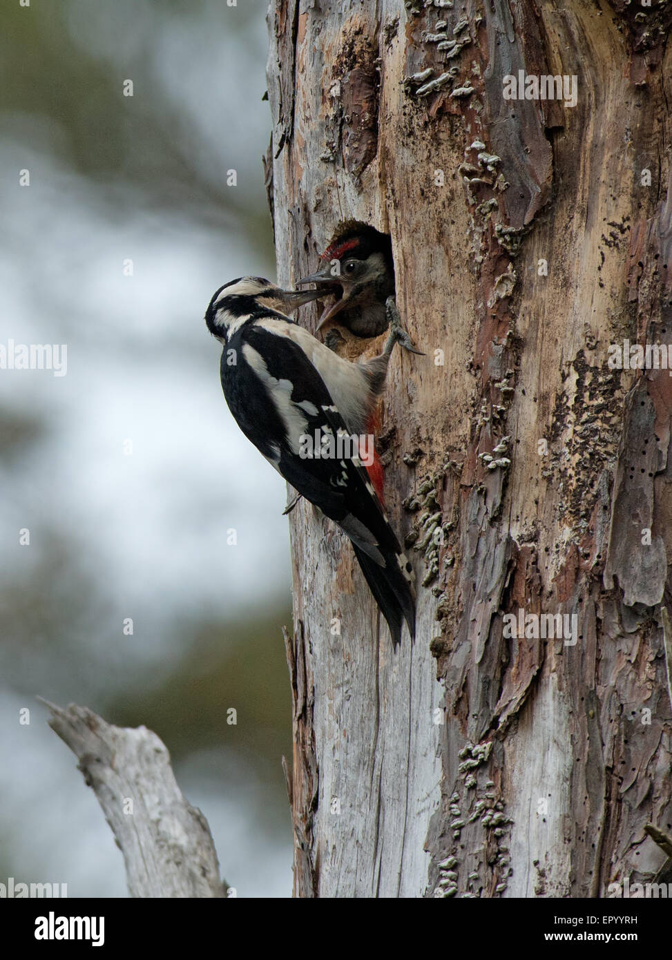 Great Spotted Woodpecker (Dendrocopos major) feeds chick at nest hole. Uk Stock Photo