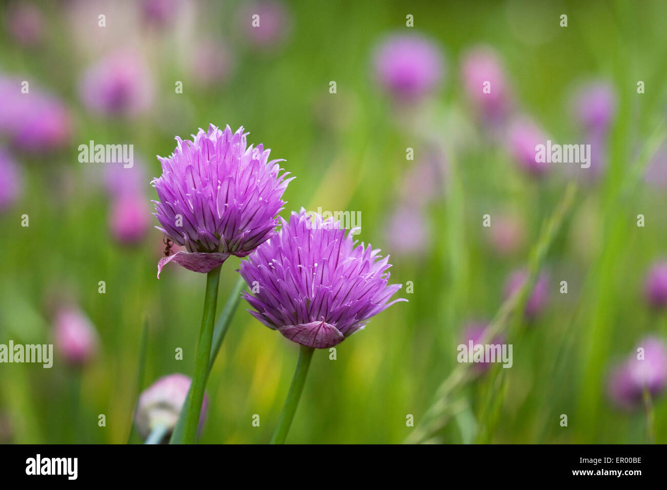 Allium schoenoprasum. Flowering chives. Stock Photo