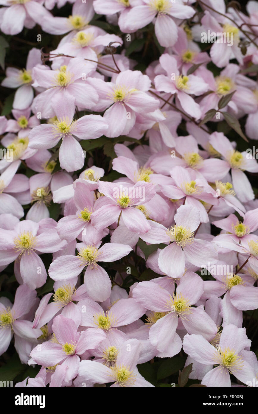 Clematis montana growing in the garden. Stock Photo