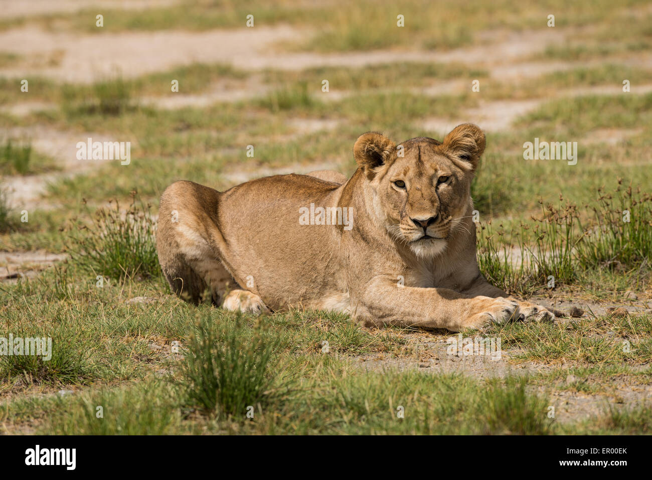 Lioness resting, Serengeti National Park, Tanzania Stock Photo