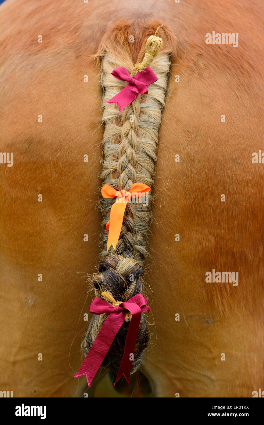 The horse tail hires stock photography and images Alamy