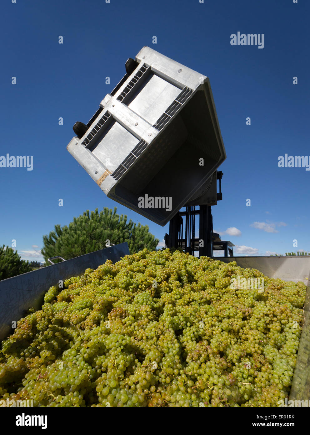 Chardonnay grapes being collected and sorted prior to pressing for Moana sparkling wine Stock Photo