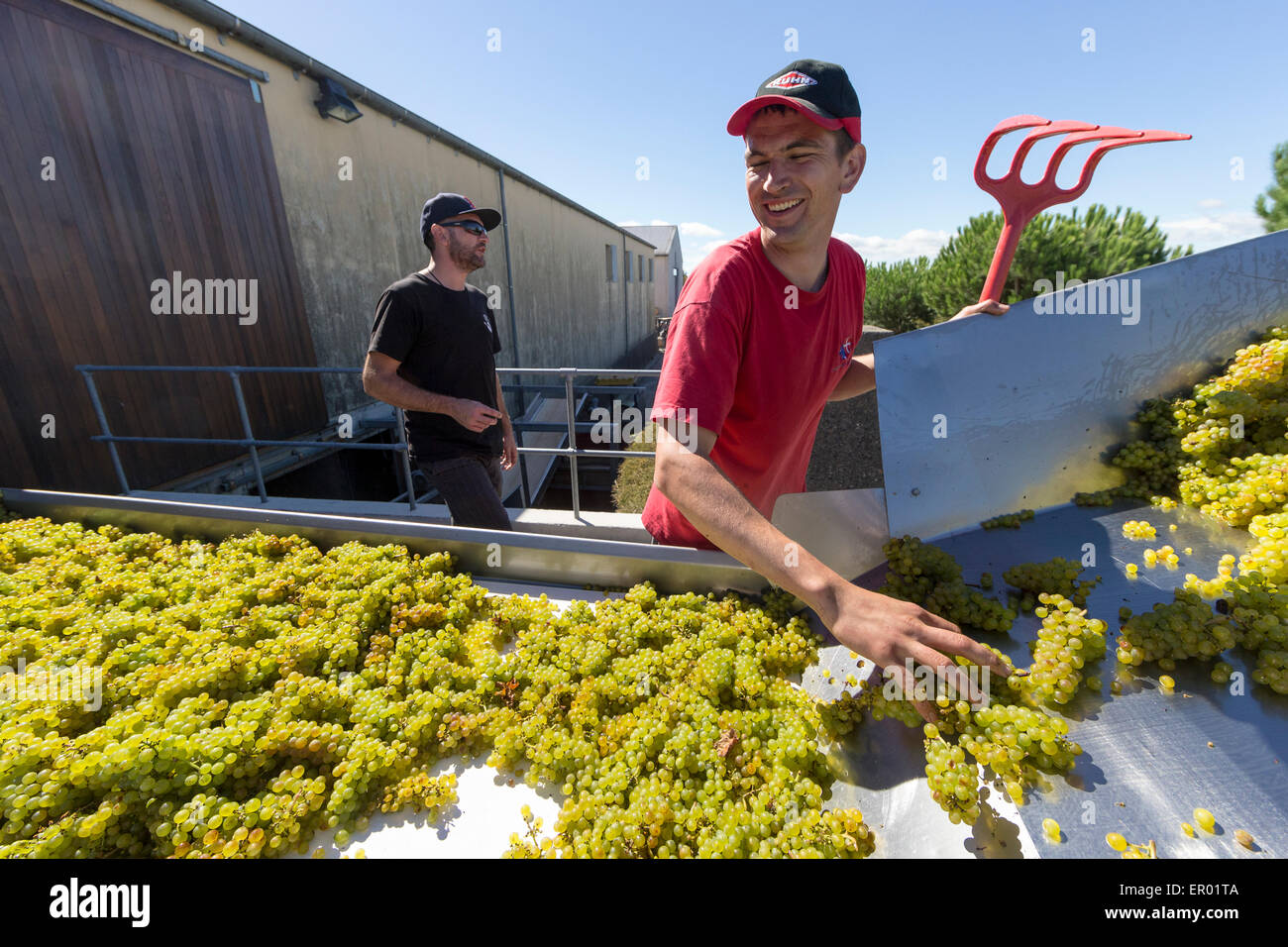 Chardonnay grapes being collected and sorted prior to pressing for Moana sparkling wine Stock Photo