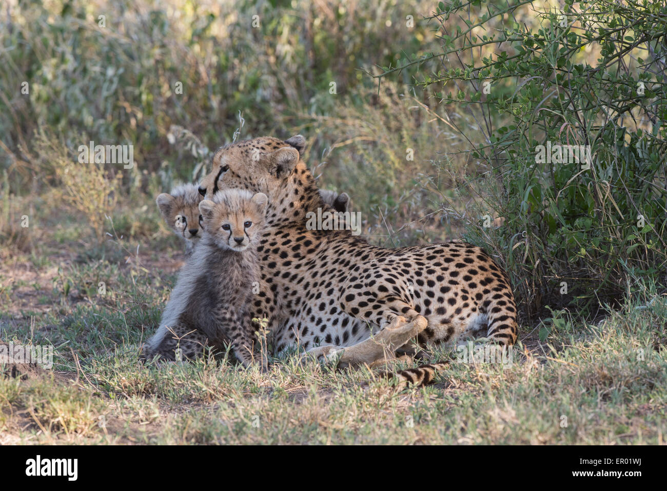 Cheetah mother with cubs, Tanzania Stock Photo