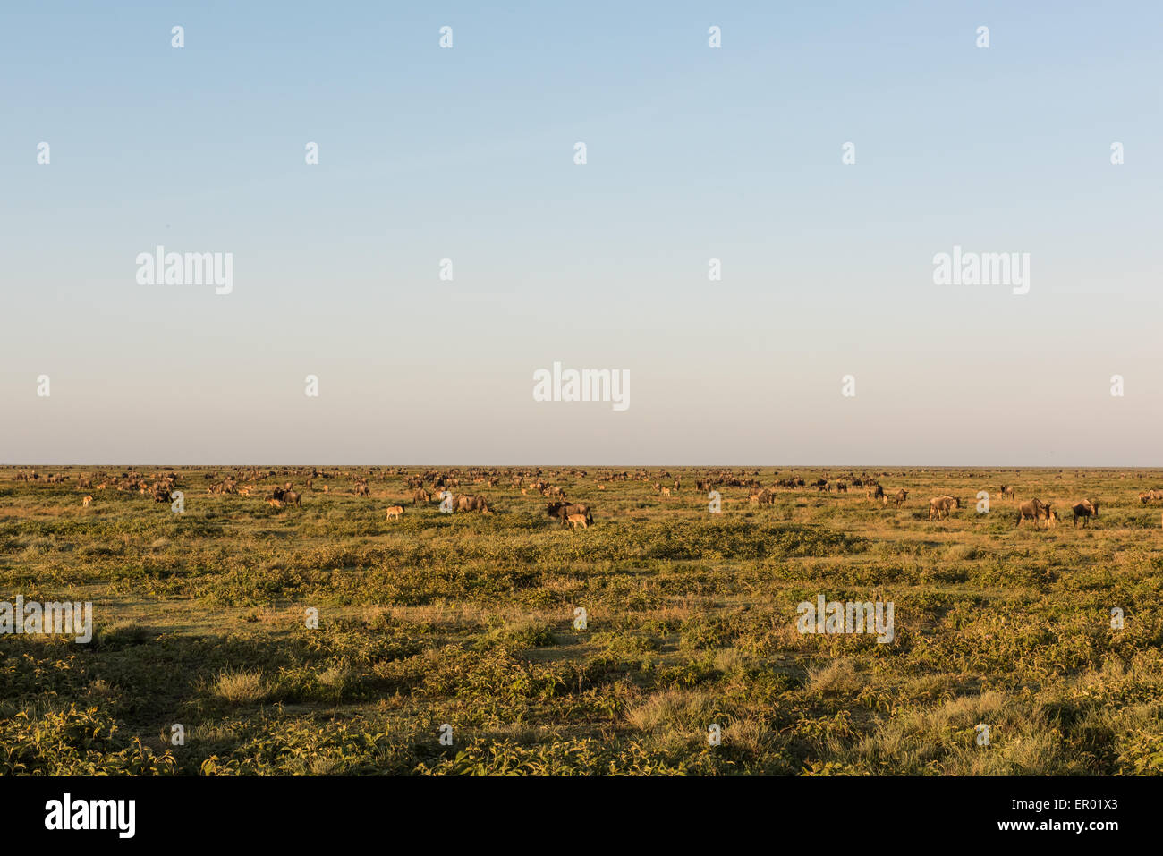 Ndutu wildebeest scene, Tanzania Stock Photo