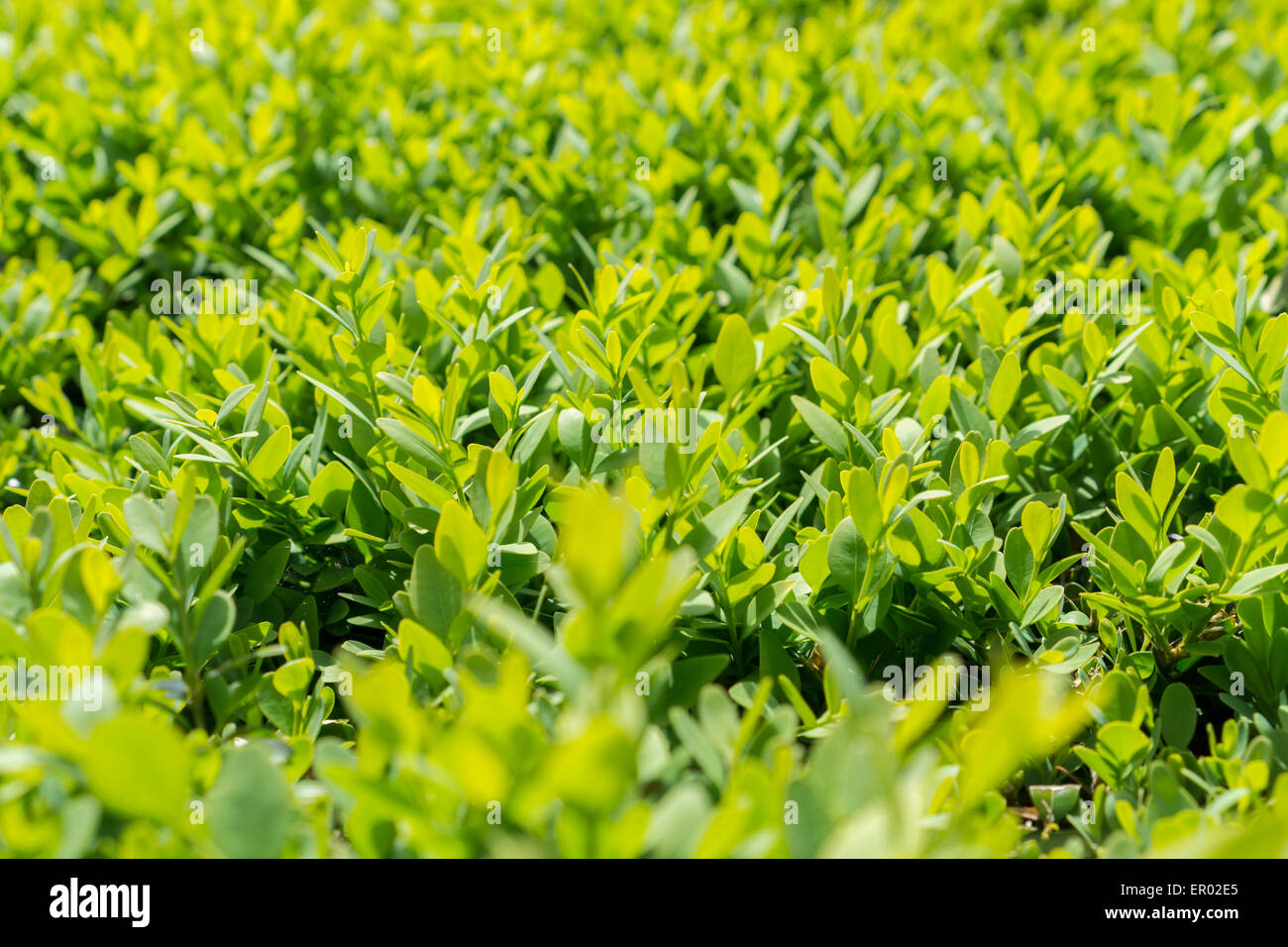 Leaves nature plants hi-res stock photography and images - Alamy