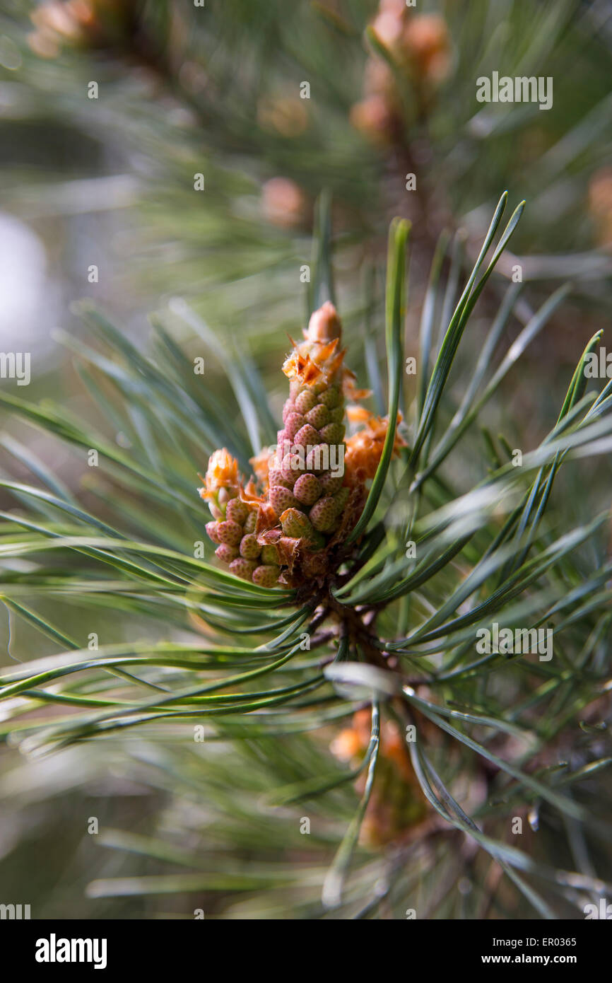 New Pine Cone on Pine Tree Stock Photo