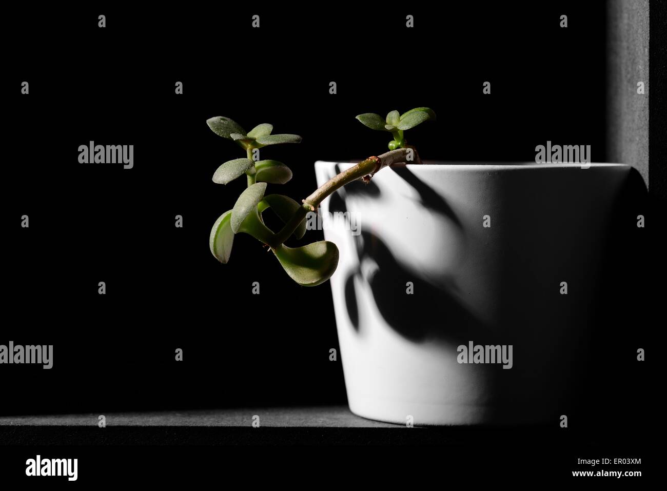 Plant in white pot Stock Photo