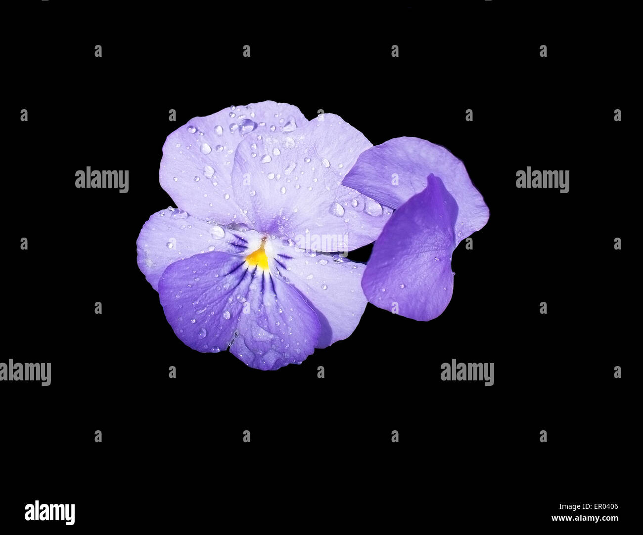 Sweet purple violet flower (Viola cornuta) closeup isolated on black design element. Stock Photo