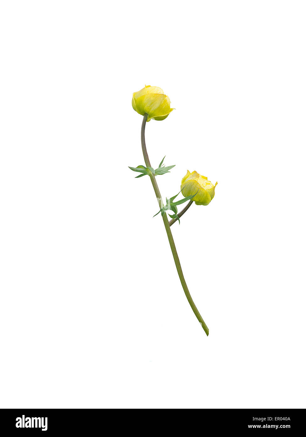 Yellow butter ball flower and bud isolated on white design element. Stock Photo